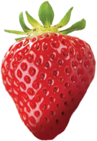 Fraises / Petits fruits