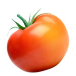 Tomate sous-abris